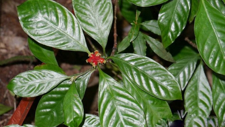 Cây Lấu lông hoe. Psychotria siamica - Cây Thuốc Nam Quanh Ta